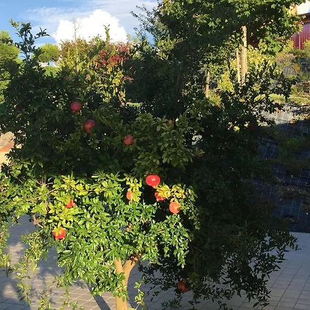 Casa Aurora Laureana Cilento